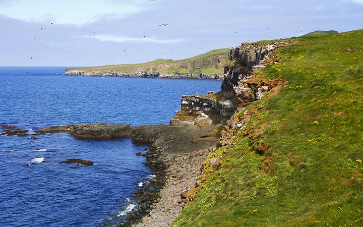 Islande (Ile de Grimsey)