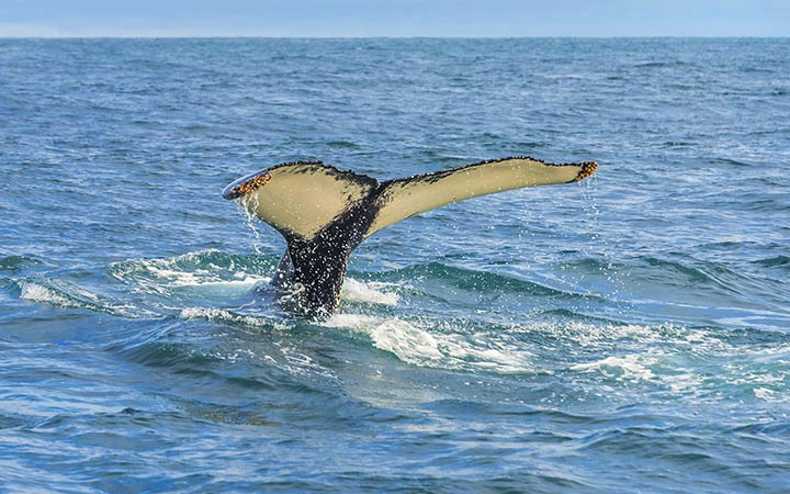 Islande (Ile de Grimsey)