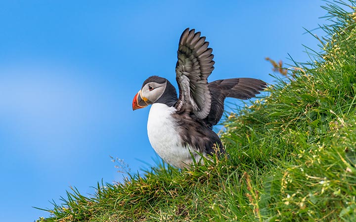 Islande (Ile de Grimsey)
