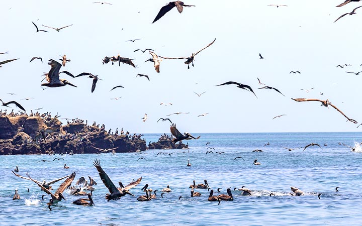 Panama (Isla Pacheca)