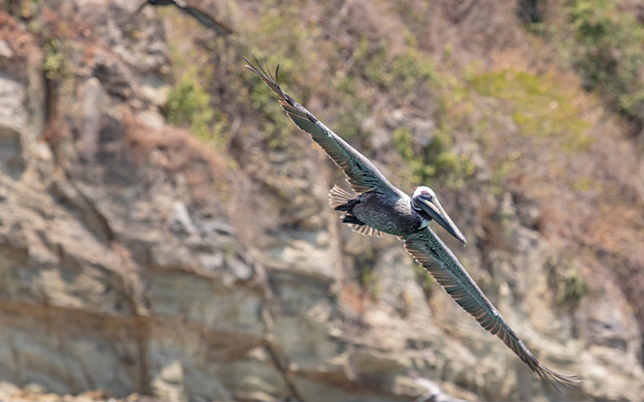 Panama (Isla Pacheca)