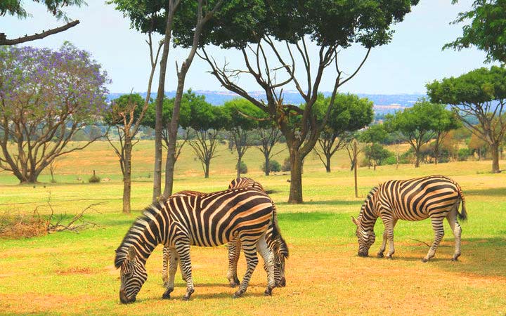 Johannesburg (Afrique du Sud)