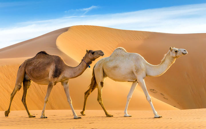 Emirats Arabes Unis (Khor Fakkan)