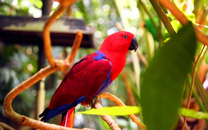 Papouasie-Nouvelle-Guinée (Kiriwina)