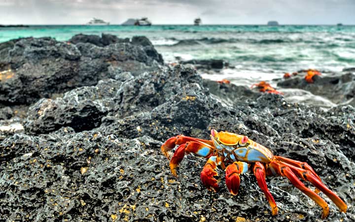 Iles Galapagos (Las Bachas)