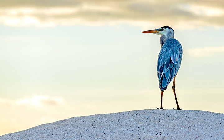 Iles Galapagos (Las Bachas)
