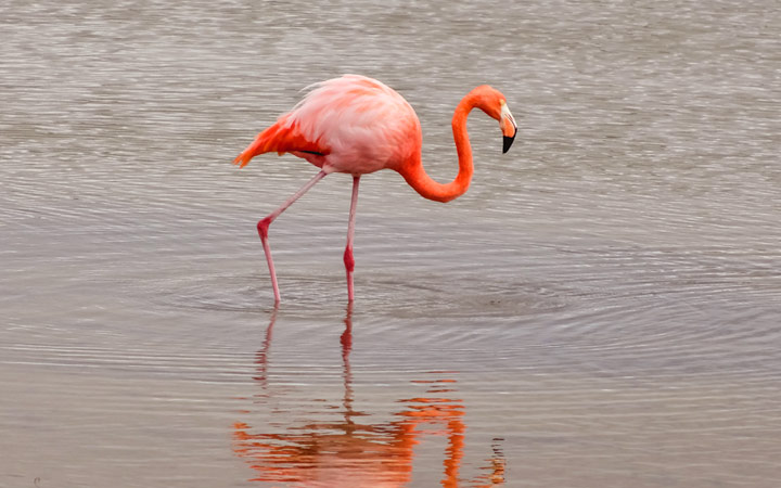 Iles Galapagos (Las Bachas)
