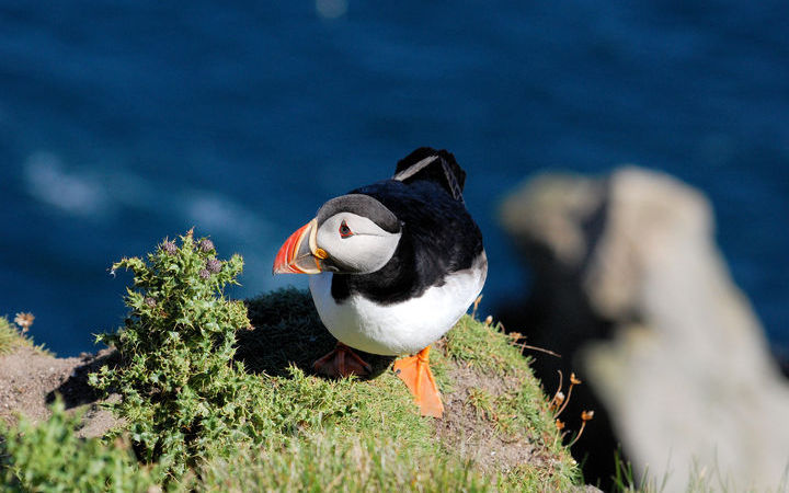 Ecosse (Lerwick)