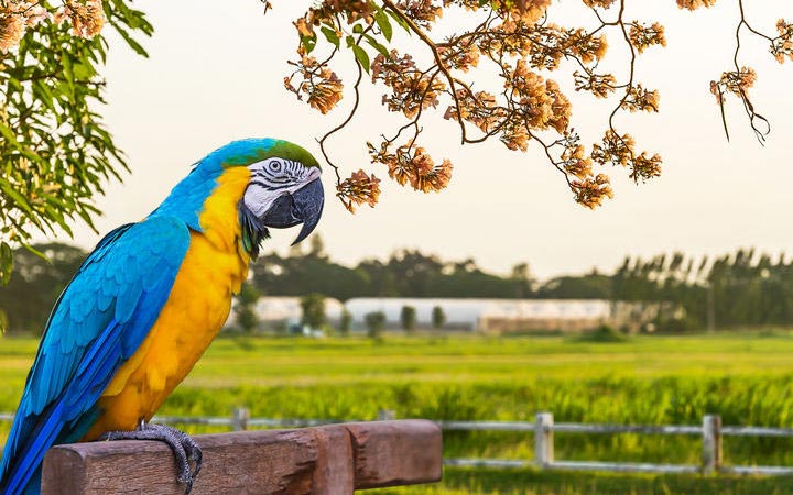 Brésil (Manaus)