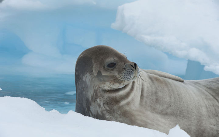 Antarctique (Mer de Weddell)