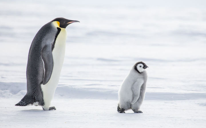 Antarctique (Mer de Weddell)