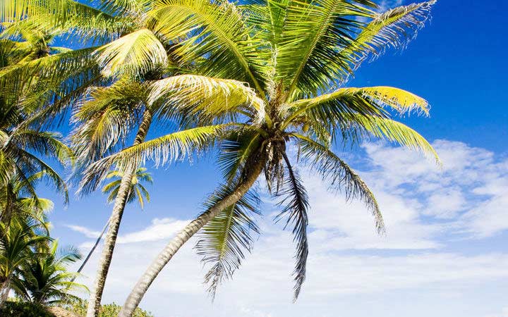 Vanuatu (Mystery Island)