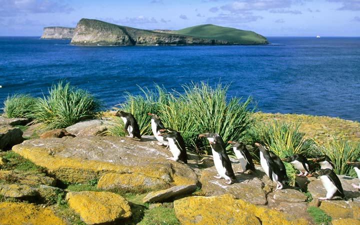 Iles Malouines (New Island)