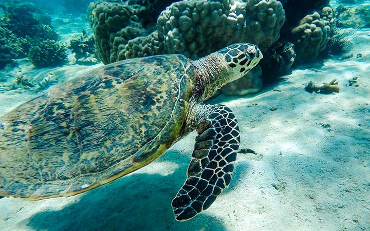 Madagascar (Nosy Tanikely)