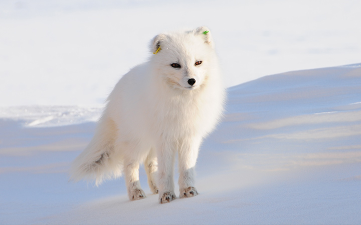 Spitzberg (Ny Alesund)