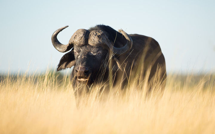 Johannesburg - Kasane - Installation au lodge (Afrique du Sud-Botswana-Namibie)