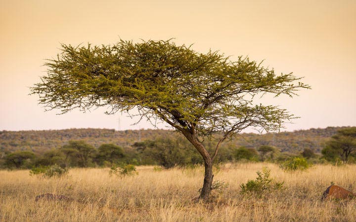Johannesburg - Kasane - Installation au lodge (Afrique du Sud-Botswana-Namibie)