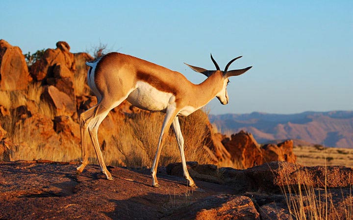 Johannesburg - Kasane - Installation au lodge (Afrique du Sud-Botswana-Namibie)