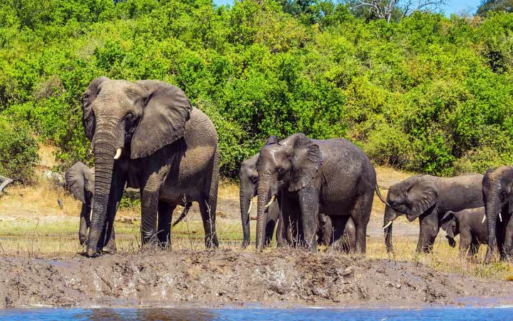 Johannesburg - Kasane - Installation au lodge (Afrique du Sud-Botswana-Namibie)