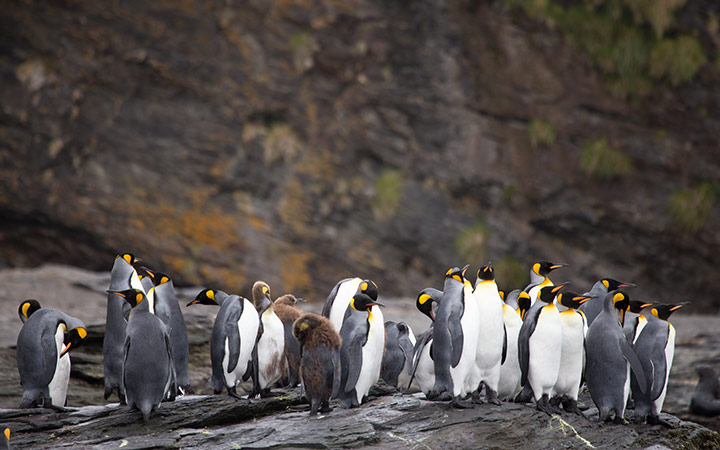 Antarctique (Passage de Drake)