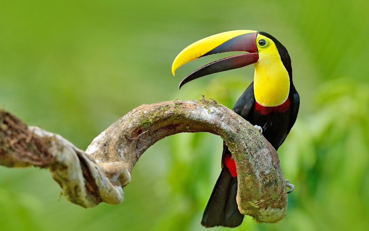 Panama (Playa Muerto)