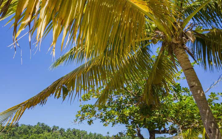 Jamaïque (Port Antonio)