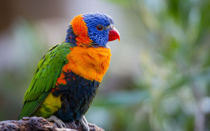 Papouasie-Nouvelle-Guinée (Port Moresby)