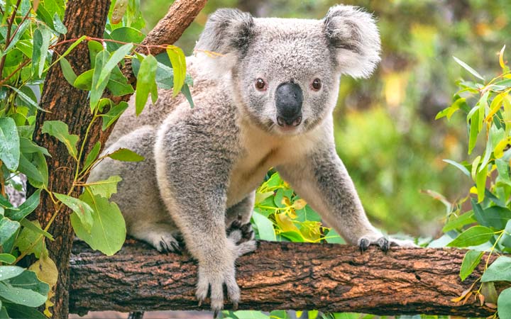 Australie (Portland)