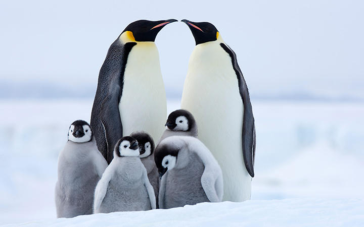 Antarctique (Ile Pourquoi-Pas)