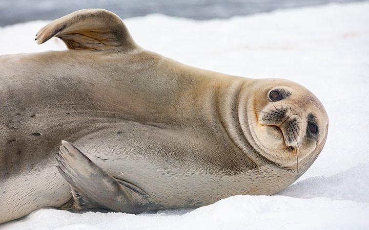 Antarctique (Ile Pourquoi-Pas)