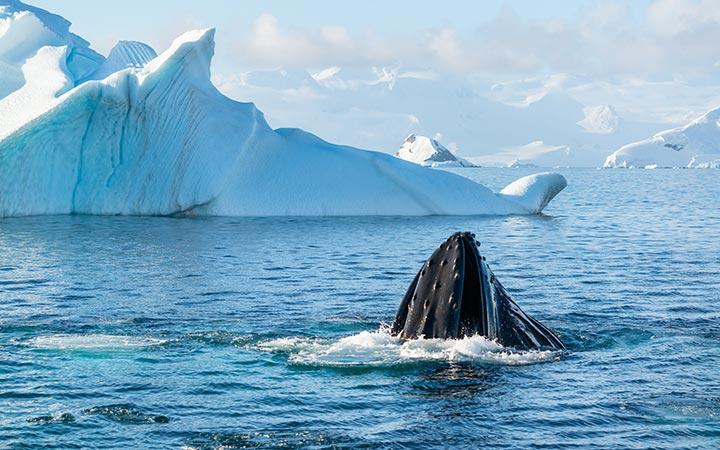 Antarctique (Ile Pourquoi-Pas)