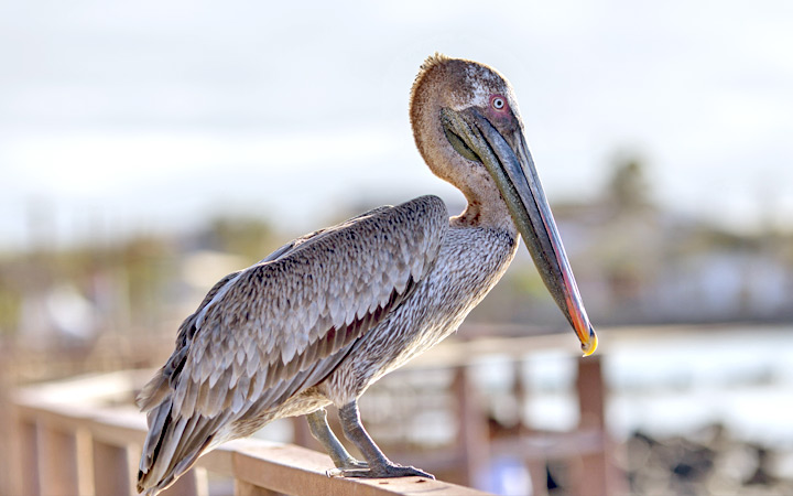 Iles Galapagos (Puerto Baquerizo Moreno)
