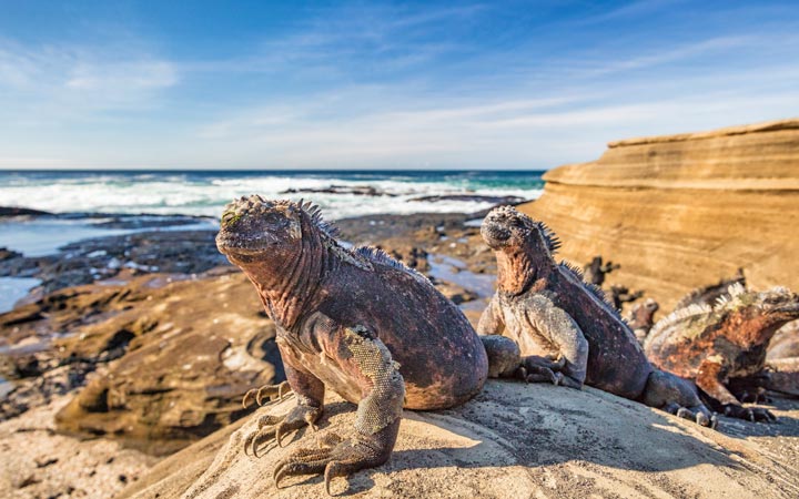 Iles Galapagos (Puerto Egas)