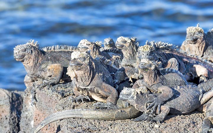 Iles Galapagos (Puerto Egas)