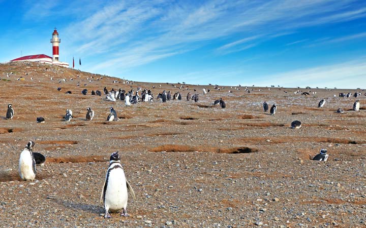 Chili (Punta Arenas)