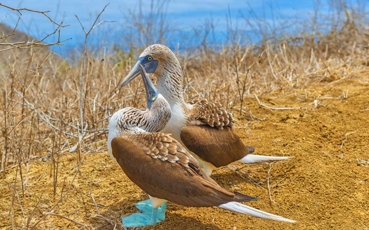 Iles Galapagos (Punta Pitt)