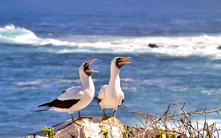 Iles Galapagos (Punta Suarez)