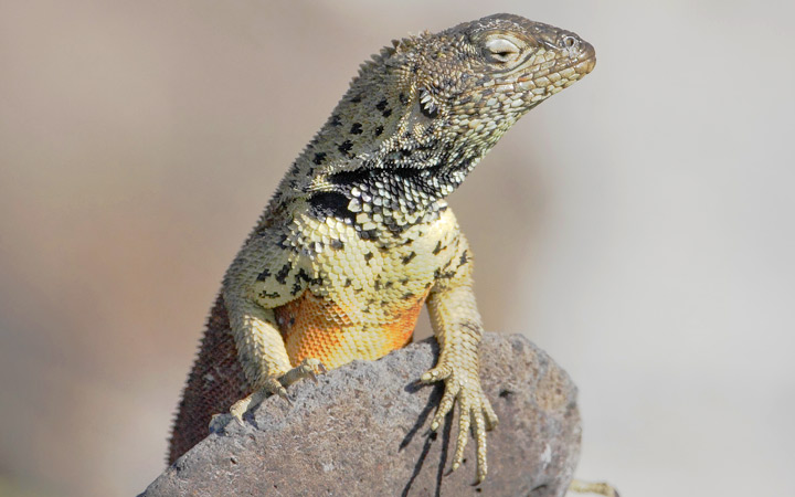 Iles Galapagos (Punta Suarez)