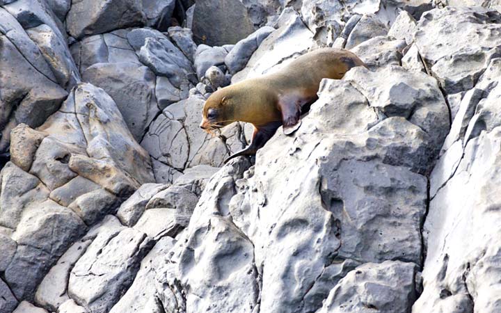 Iles Galapagos (Punta Vicente Roca)