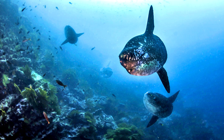 Iles Galapagos (Punta Vicente Roca)