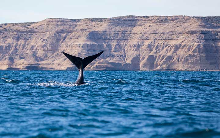 Escale Péninsule Antarctique