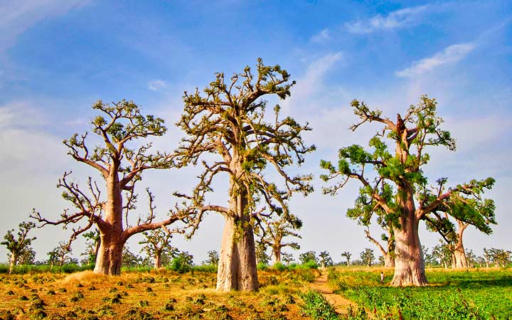 TIGUET - DIAOUAR - RICHARD TOLL