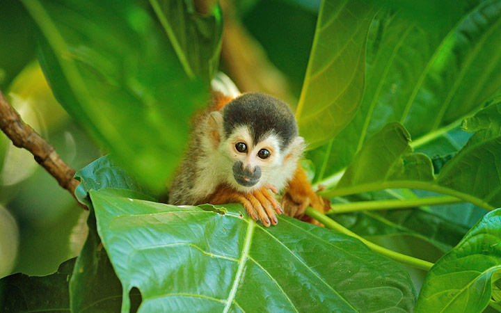 Costa Rica (Réserve de Curu)
