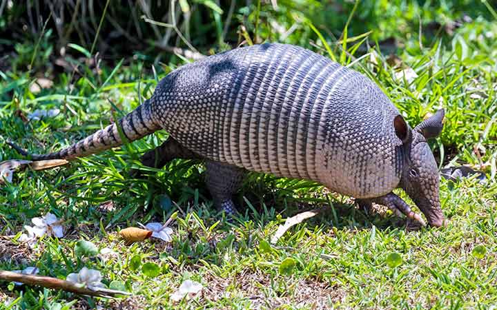 Costa Rica (Réserve de Curu)