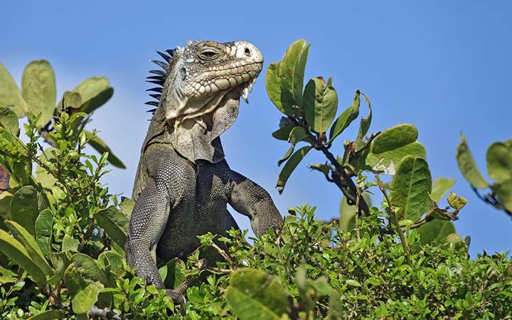 Costa Rica (Réserve de Curu)