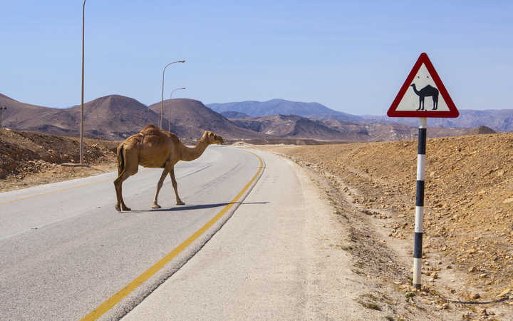 Oman (Salaalah)