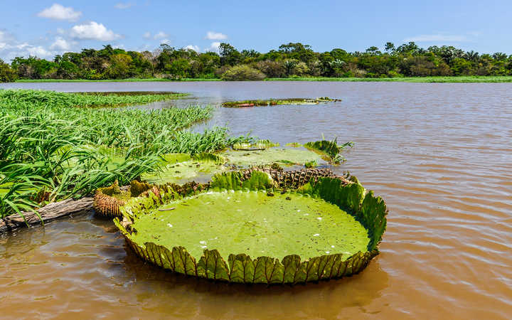 Amazonie (Santarem)