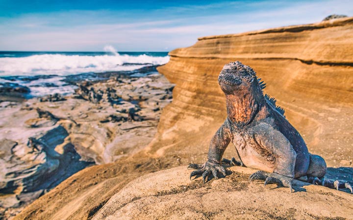 Iles Galapagos (Santiago)