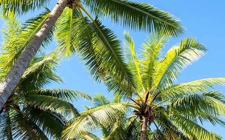 Iles Fidji (Savusavu)