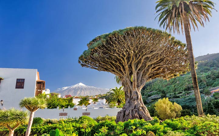 Iles Canaries (Tenerife)